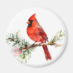 Imán Cardenal en una rama de abeto