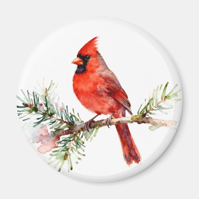 Imán Cardenal en una rama de abeto (Frente)