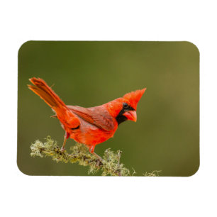 Imán Cardenal macho en rama