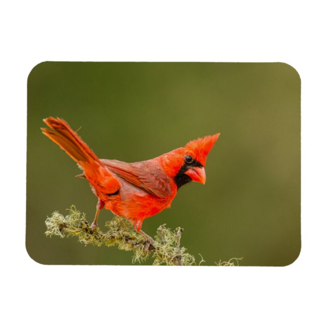 Imán Cardenal macho en rama (Horizontal)