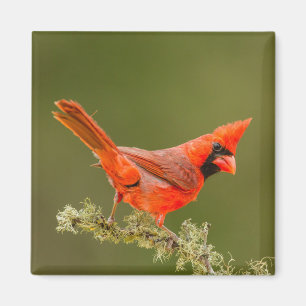 Imán Cardenal macho en rama