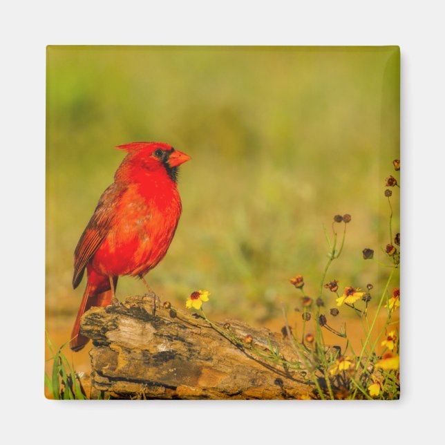 Imán Cardenal macho en tronco (Frente)