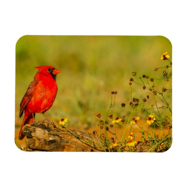 Imán Cardenal macho en tronco (Horizontal)