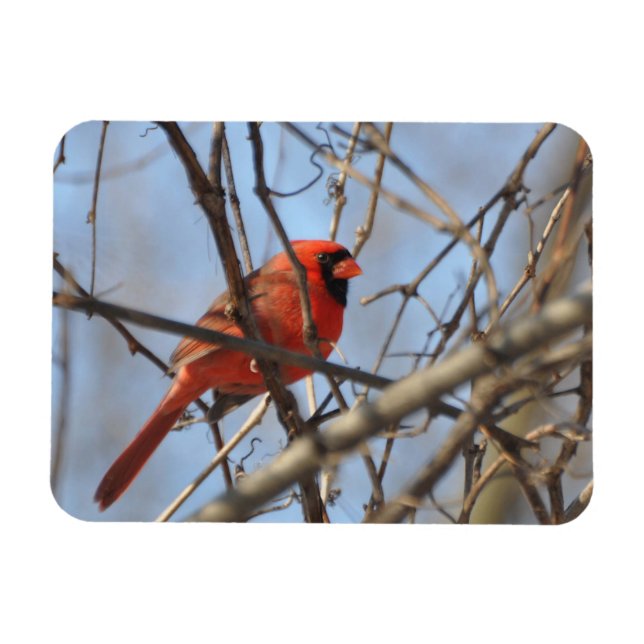 Imán Cardenal majestuoso (Horizontal)