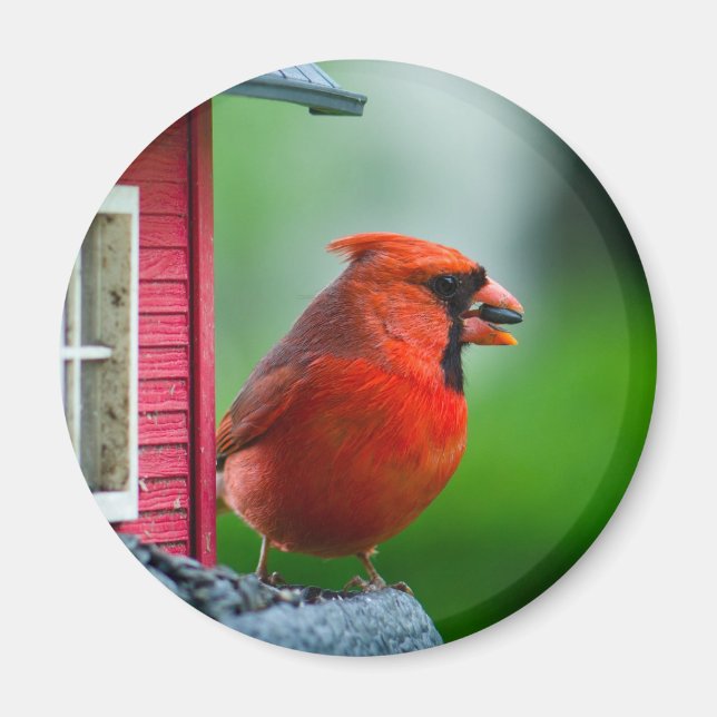 Imán cardenal masculino en alimentador en primavera (Frente)