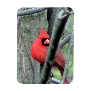 Imán Cardenal masculino (primavera)