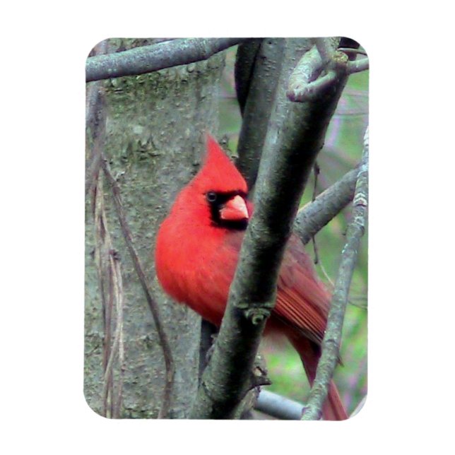 Imán Cardenal masculino (primavera) (Vertical)