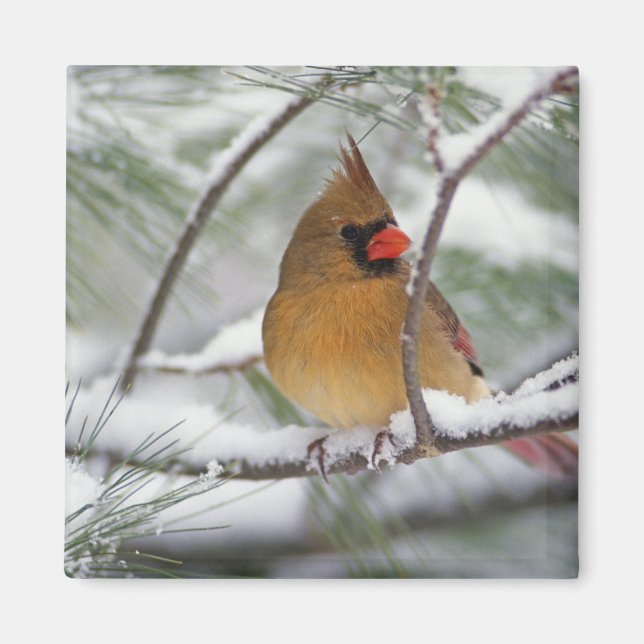 Imán Cardenal norte hembra en pino nevado, (Frente)