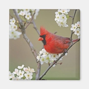Imán Cardenal norteño