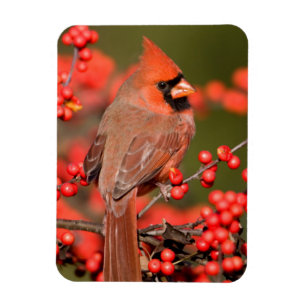 Imán Cardenal Norteño en Common Winterberry