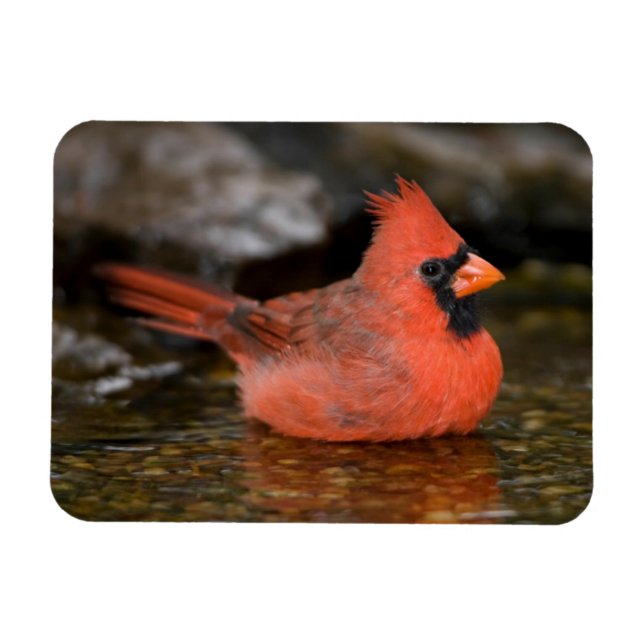 Imán Cardenal norteño macho bañándose (Horizontal)