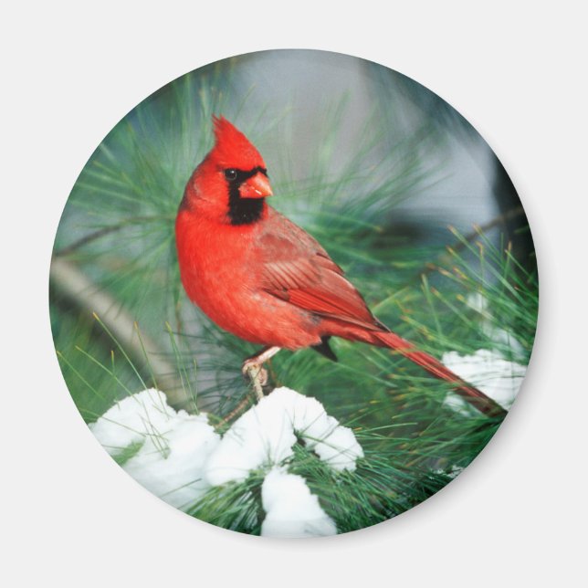 Imán Cardenal norteño macho en árbol, IL (Frente)