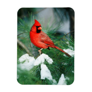 Imán Cardenal norteño macho en árbol, IL
