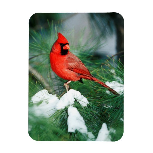 Imán Cardenal norteño macho en árbol, IL (Vertical)