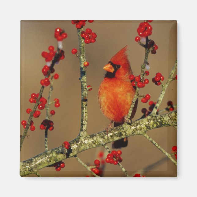 Imán Cardenal norteño macho posado, IL (Frente)