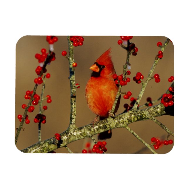 Imán Cardenal norteño macho posado, IL (Horizontal)