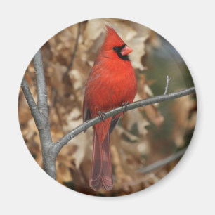 Imán Cardenal rojo
