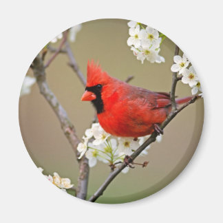 Imán Cardenal rojo