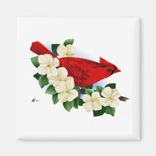 Imán Cardenal rojo del norte