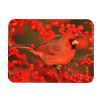 Cardenal rojo del norte macho, IL