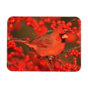 Imán Cardenal rojo del norte macho, IL