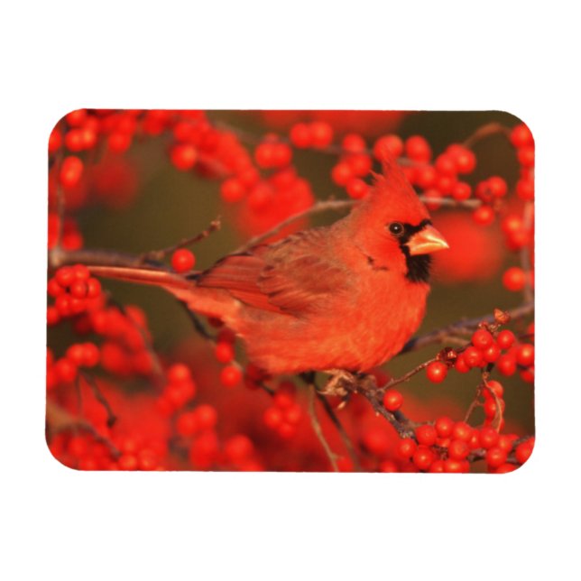 Imán Cardenal rojo del norte macho, IL (Horizontal)