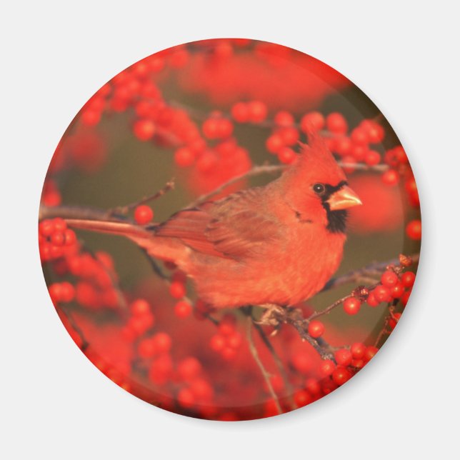 Imán Cardenal rojo del norte macho, IL (Frente)