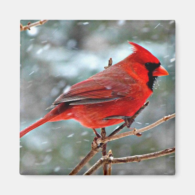 Imán Cardenal rojo en la nieve (Frente)