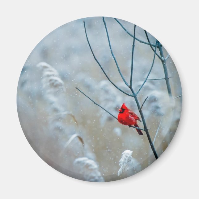 Imán Cardenal rojo en Navidades de fotografía de natura (Frente)