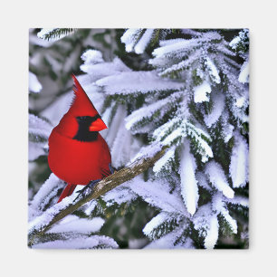 Imán Cardenal rojo invernal
