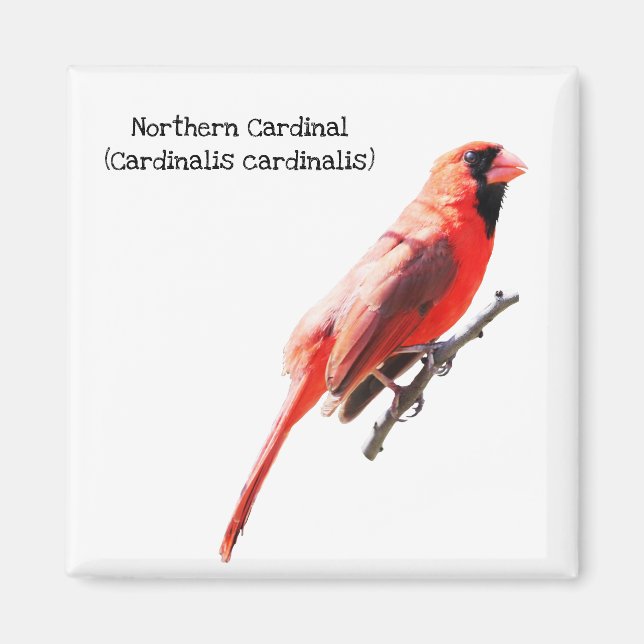 Imán Cardenal septentrional (Frente)