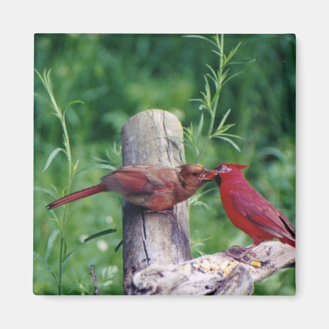 Imán Cardenal septentrional (Frente)