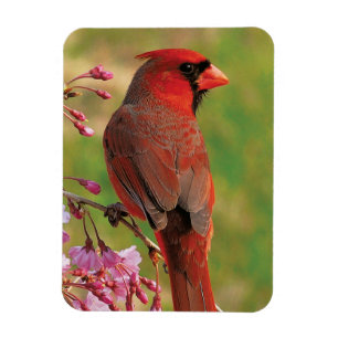Imán Cardenal septentrional 2