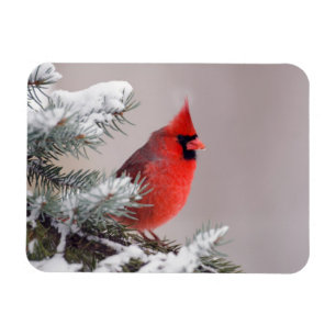 Imán Cardenal septentrional encaramado en un árbol