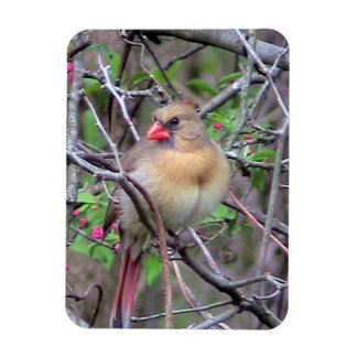 Imán Cardenal septentrional femenino Fridge Magnet