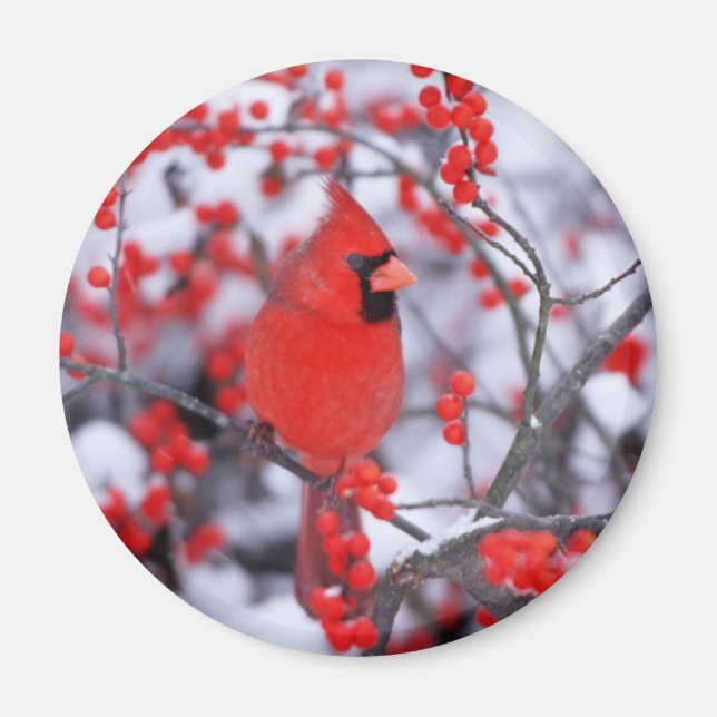 Imán Cardenal septentrional masculino, invierno, IL (Frente)