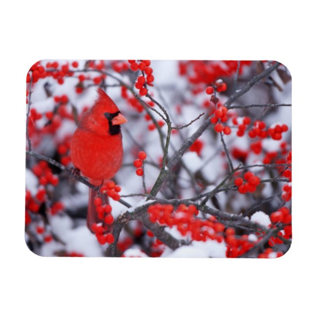 Imán Cardenal septentrional masculino, invierno, IL (Horizontal)