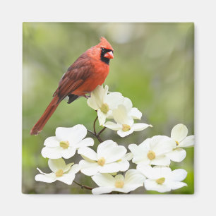 Imán Cardenal sobre el árbol de dogwood