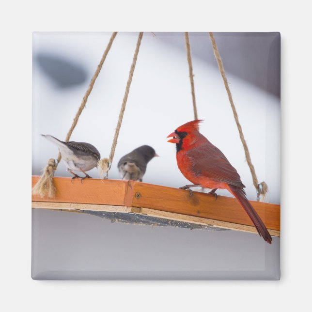 Imán Cardenal y Juncos (Frente)