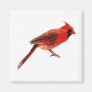 Imán Cardenales