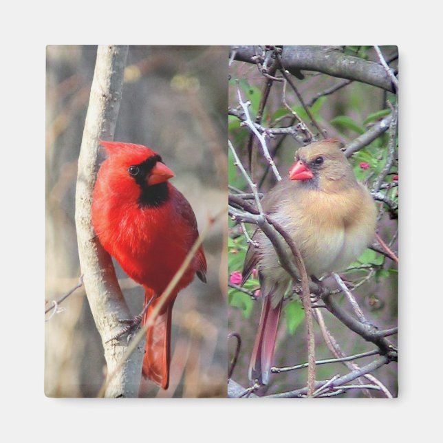 Imán Cardenales de primavera (Frente)