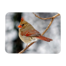 Cardenales del Norte Femenino