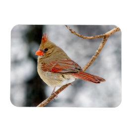 Imán Cardenales del Norte Femenino