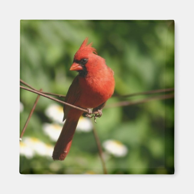 Imán Cardinal (Frente)