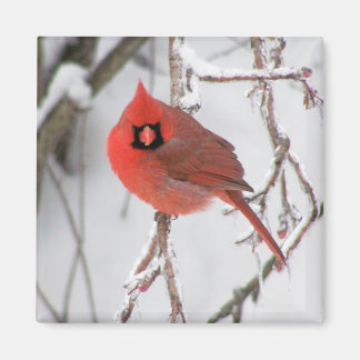 Imán Cardinal