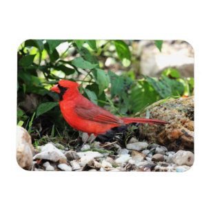 Imán Cardinal