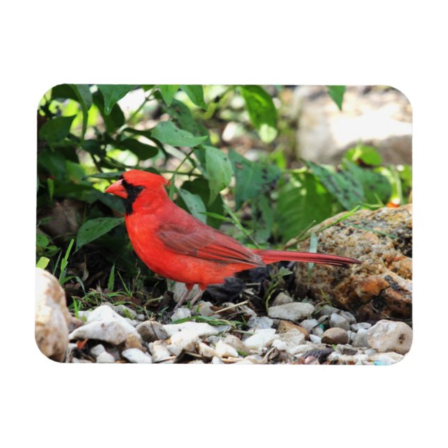 Imán Cardinal (Horizontal)