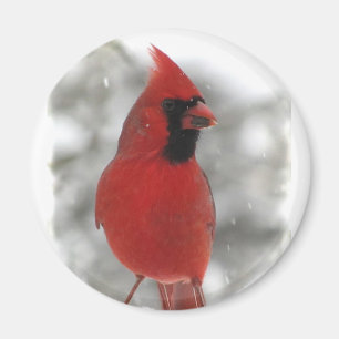 Imán Cardinal