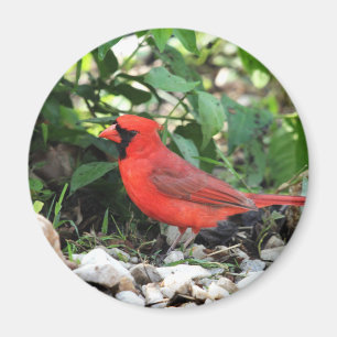 Imán Cardinal