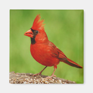 Imán Cardinal